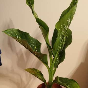 Dieffenbachia crocodile