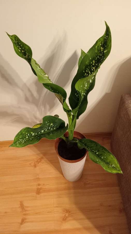 Dieffenbachia crocodile 5