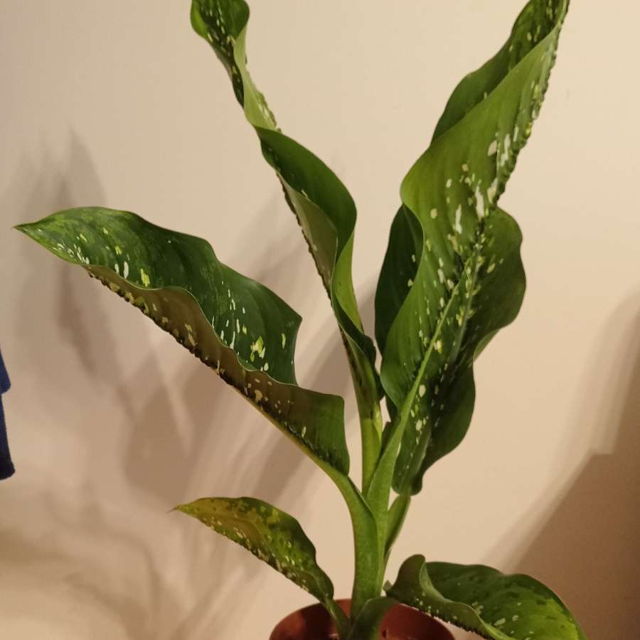 Dieffenbachia crocodile