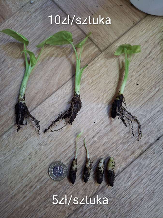 Alokazja Cucculata Variegata 3