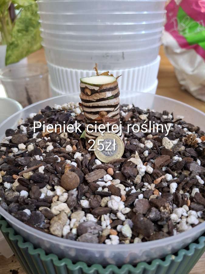 Alokazja Cucculata Variegata 4