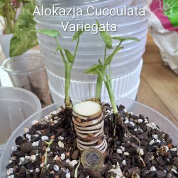 Alokazja Cucculata Variegata
