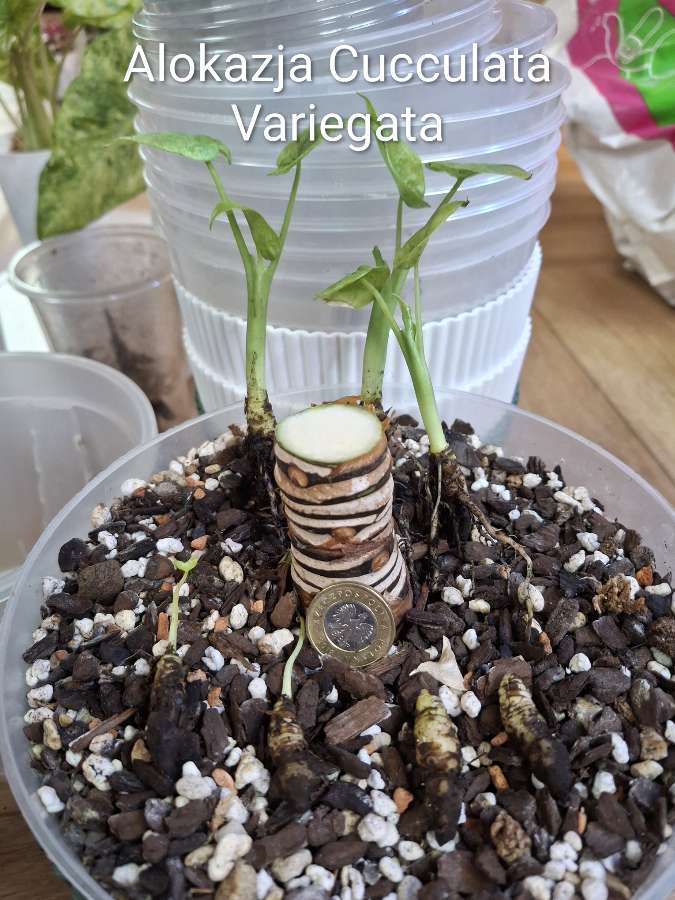 Alokazja Cucculata Variegata 2