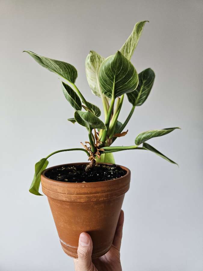 Philodendron 'Birkin' 4