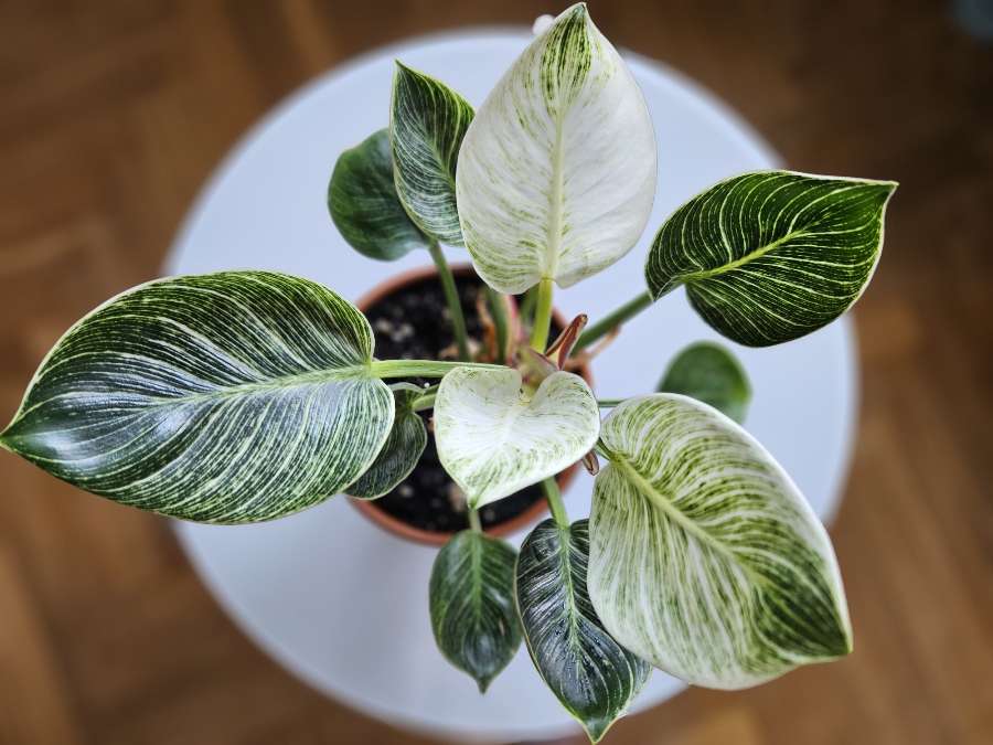 Philodendron 'Birkin' 2