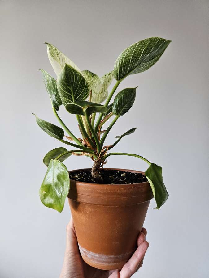 Philodendron 'Birkin' 3