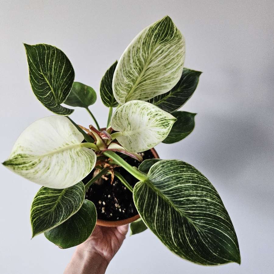 Philodendron 'Birkin'