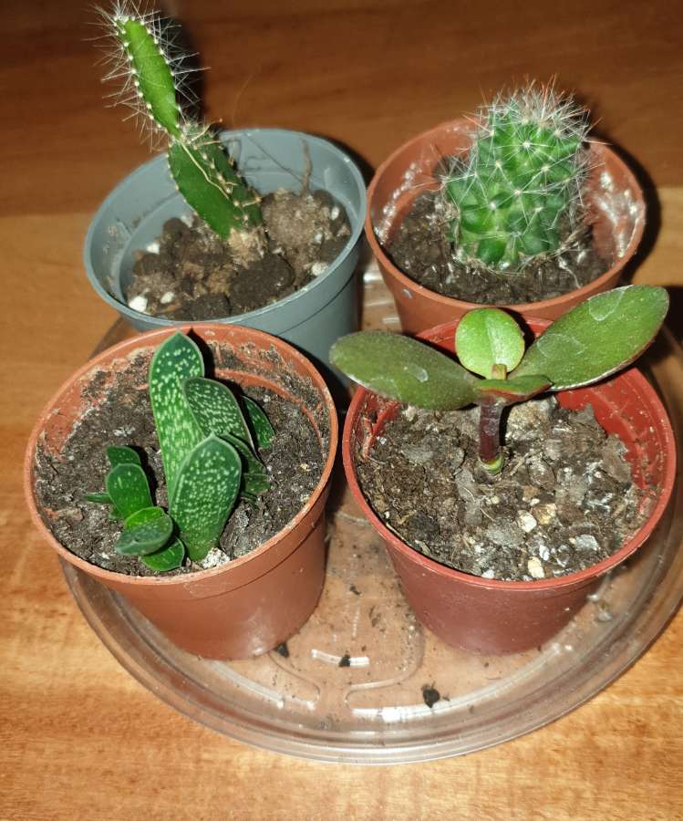 4szt, 2 kaktusy,  grubosz, gasteria, zestaw 2