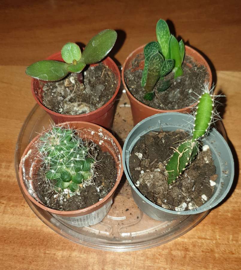 4szt, 2 kaktusy,  grubosz, gasteria, zestaw 3