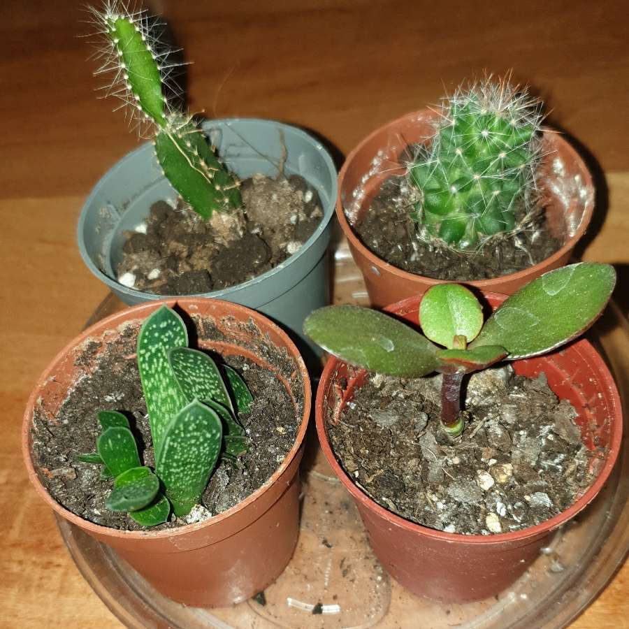 4szt, 2 kaktusy,  grubosz, gasteria, zestaw