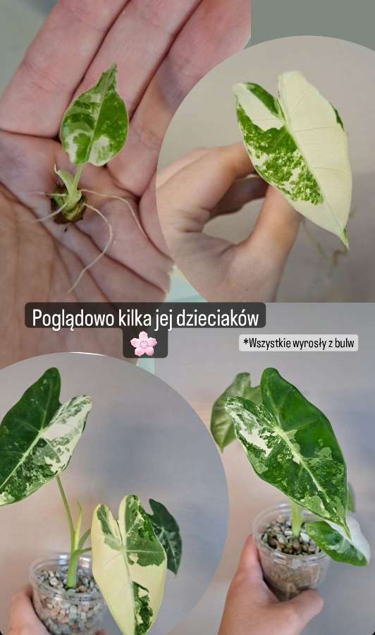 Alokazja micholitziana Frydek variegata 5