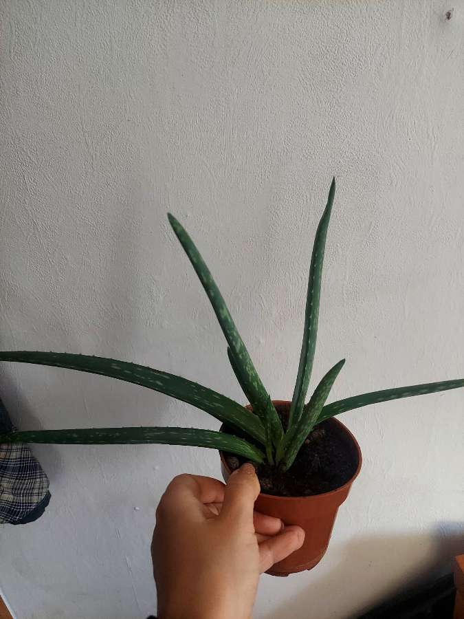 Aloes 2