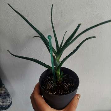 Aloes