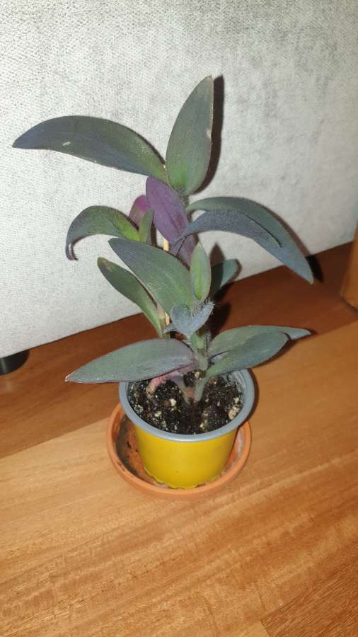 Trzykrotka,  setkrezja purpurowa  3