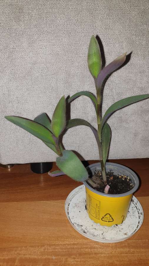 Trzykrotka,  setkrezja purpurowa  2