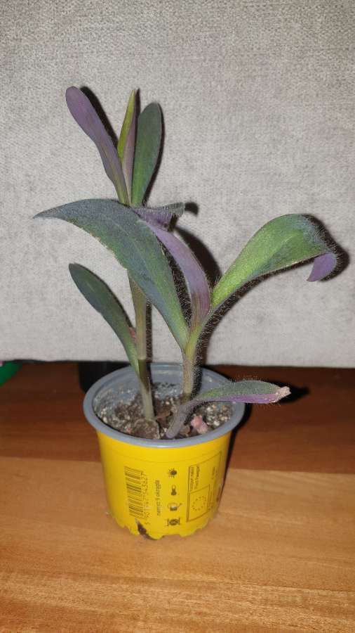 Trzykrotka,  setkrezja purpurowa  2