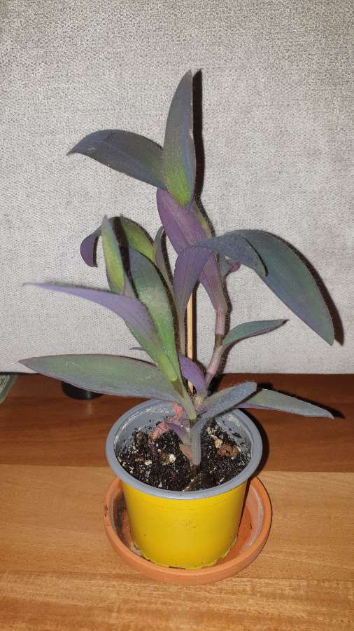 Trzykrotka,  setkrezja purpurowa  2