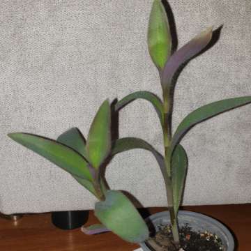 Trzykrotka,  setkrezja purpurowa 