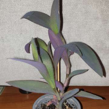 Trzykrotka,  setkrezja purpurowa 