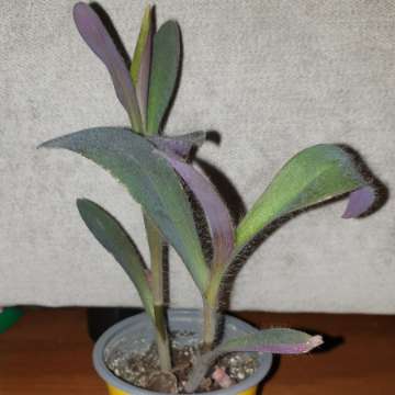 Trzykrotka,  setkrezja purpurowa 