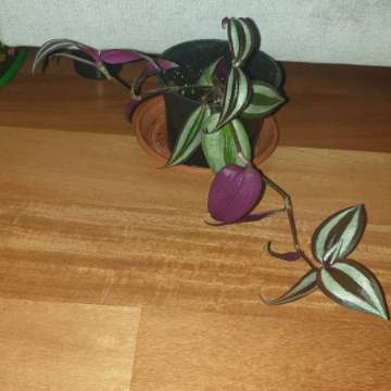 Trzykrotka,  do domu i na balkon