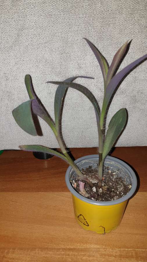 Trzykrotka,  setkrezja purpurowa  3