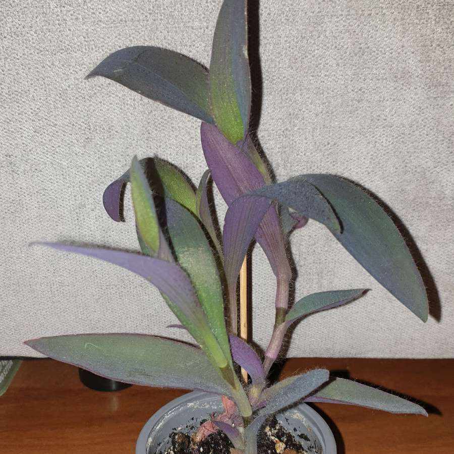 Trzykrotka,  setkrezja purpurowa 