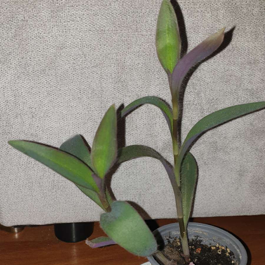 Trzykrotka,  setkrezja purpurowa 