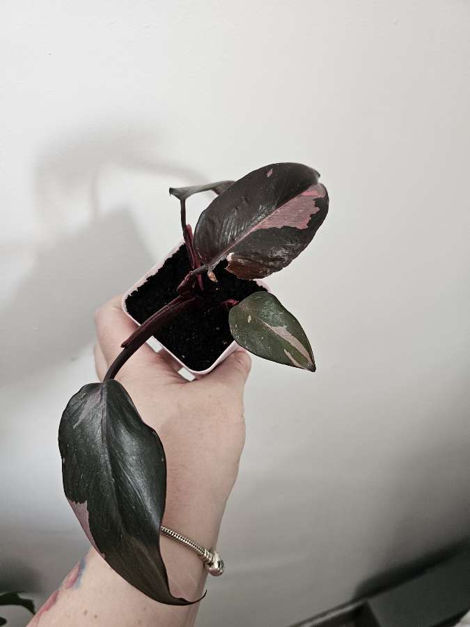 Philodendron Pink Princess 3