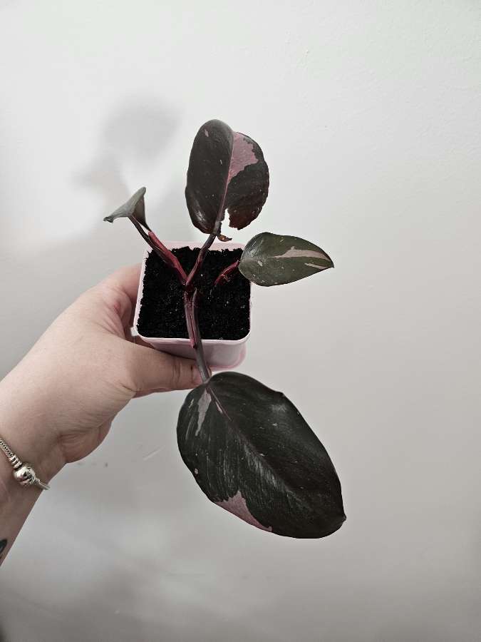 Philodendron Pink Princess 2