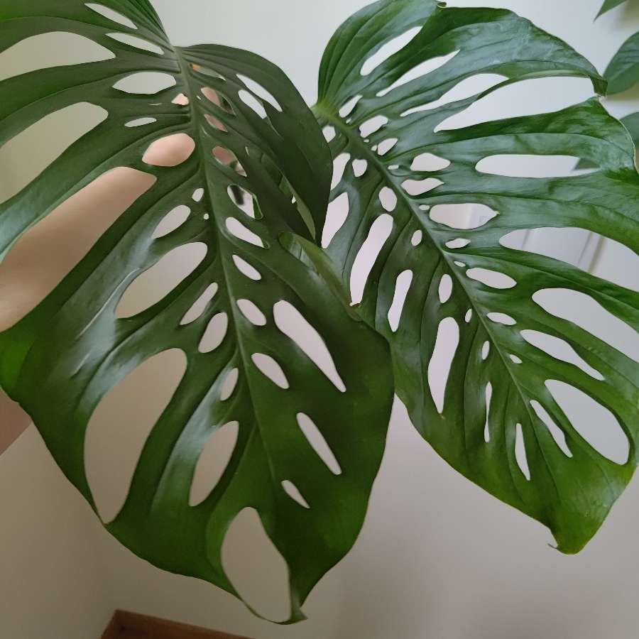 Monstera adansonii