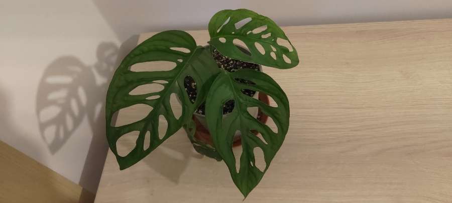 Monstera 3