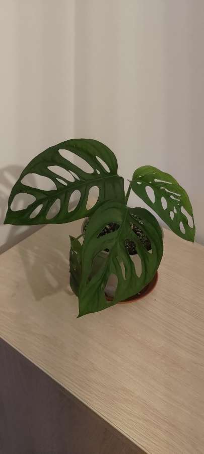 Monstera 2
