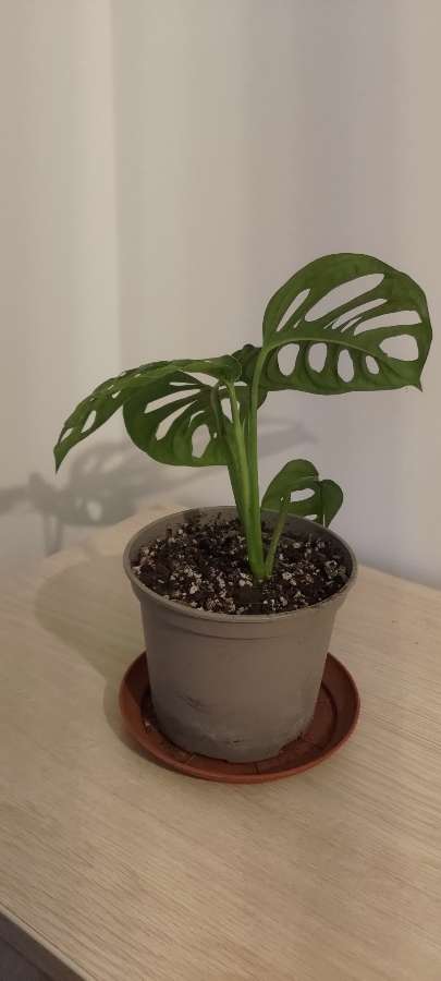 Monstera 4