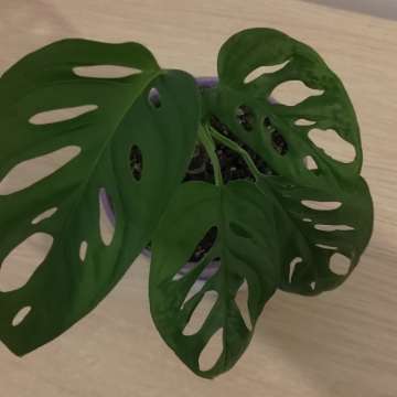 Monstera