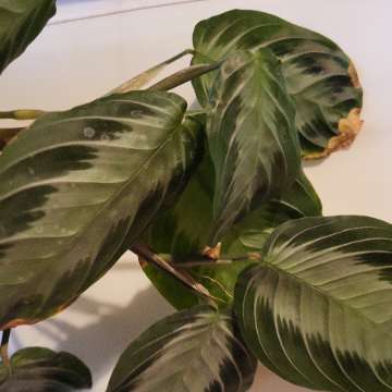Maranta silver band