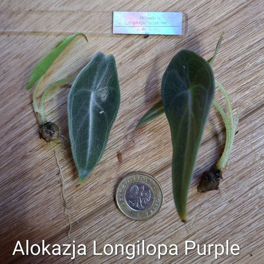 Alokazja Longiloba Purple Vein