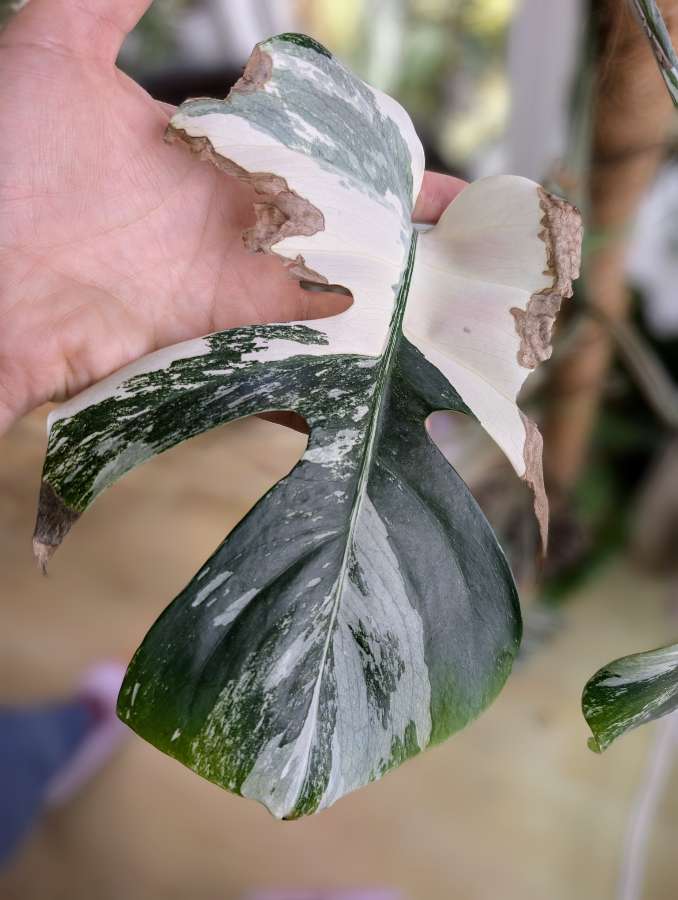 Monstera Variegata 4