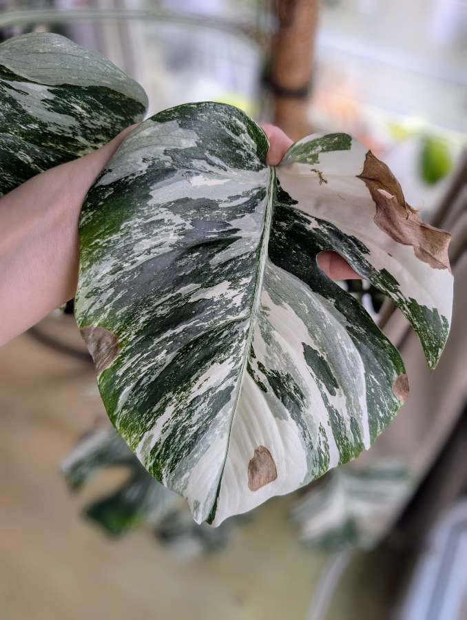 Monstera Variegata 3