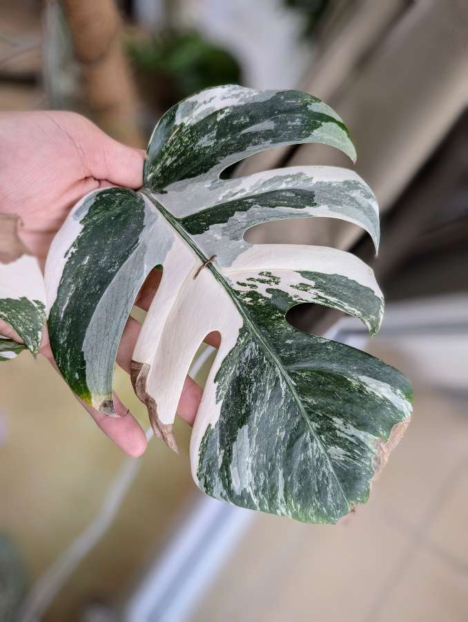 Monstera Variegata 5