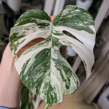 Monstera Variegata