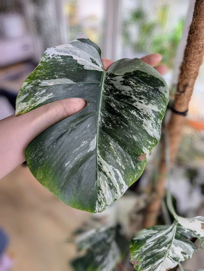 Monstera Variegata 2