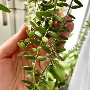 Hoya engleriana