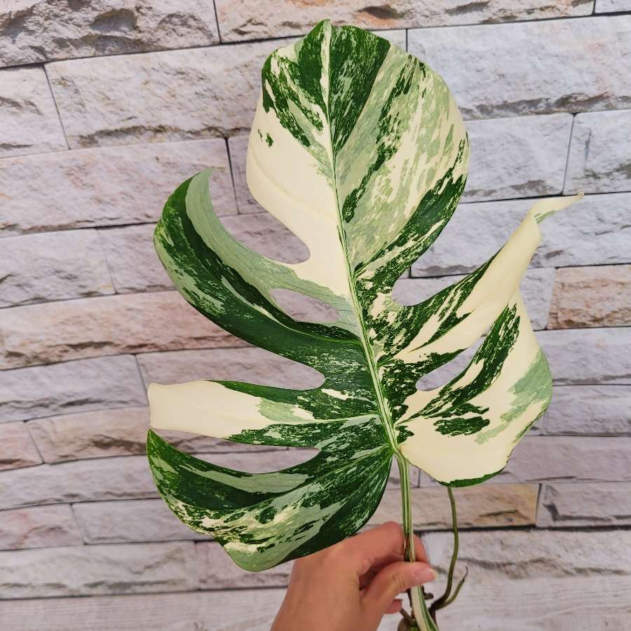 Monstera variegata