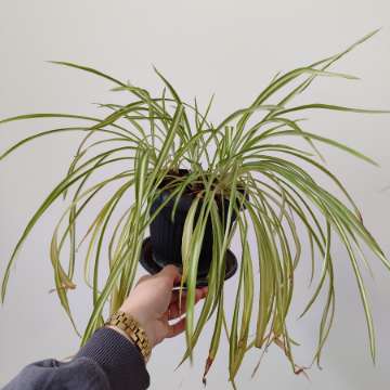Zielistka chlorofitum