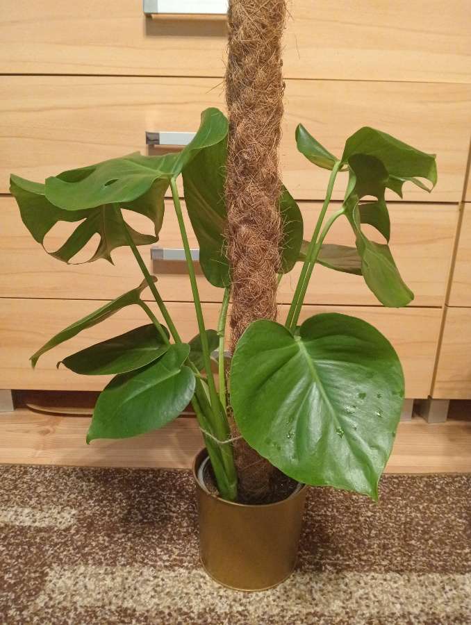 Monstera deliciosa 2