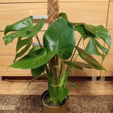 Monstera deliciosa