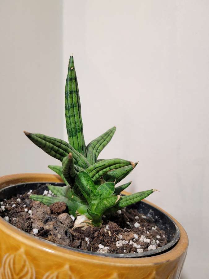 Sanseveria Inti 3