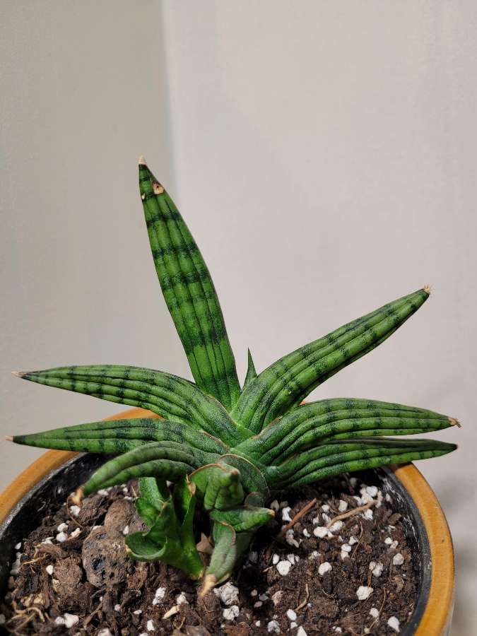 Sanseveria Inti 2