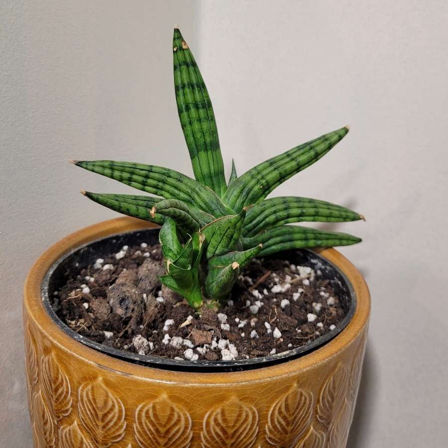 Sanseveria Inti